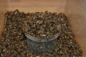 Bee Dug για την αύξηση της ισχύος